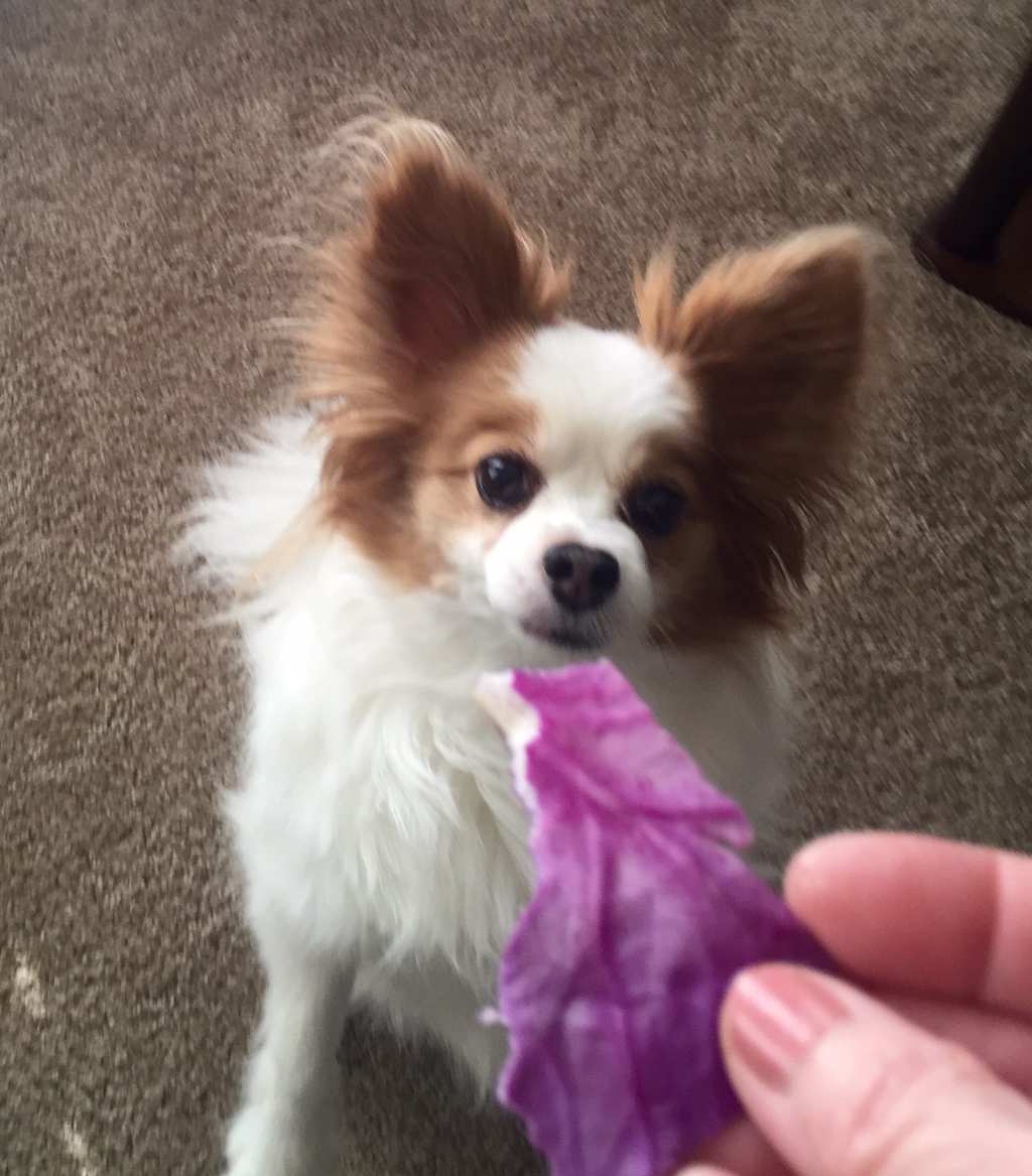 Papillon with Red cabbage